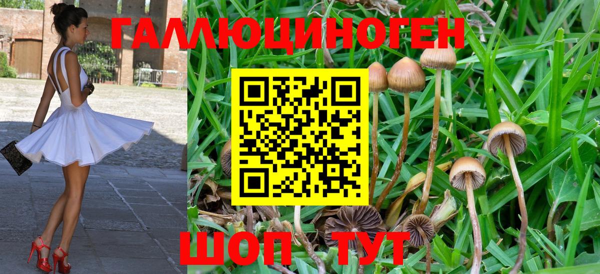 Псилоцибиновые грибы мухоморы  Вход с VPN  Гатчина 