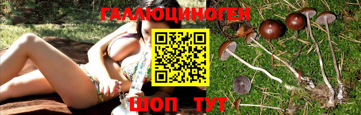 Псилоцибиновые грибы Psilocybe Гатчина